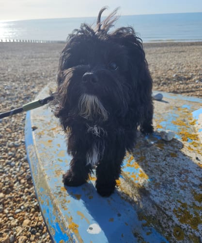 Customer photo review of The Dog Dock V2 New & Improved with ISO Fix
