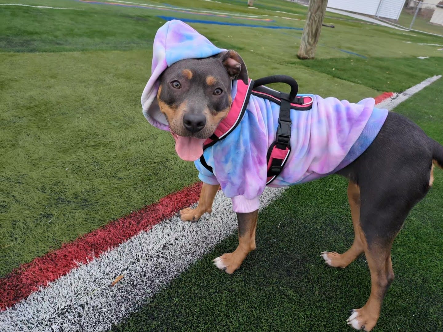 Customer photo review of Velvet Dog Hoodie - 90s Retro