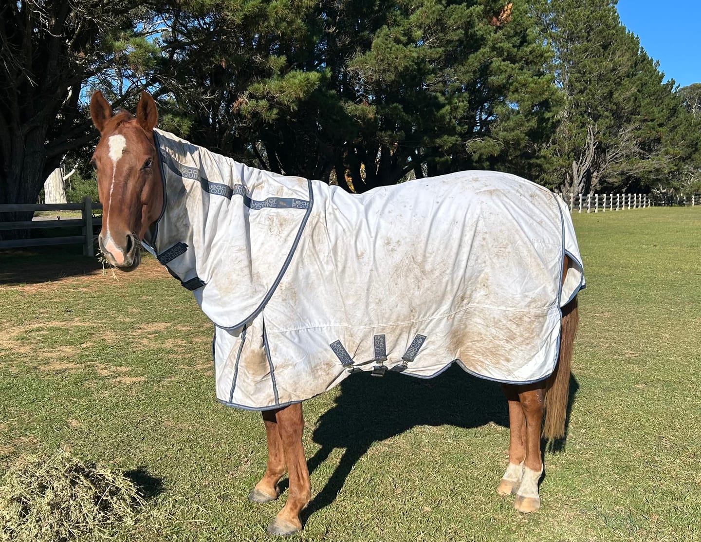 Customer photo review of LE Fieldsafe Summer Sheet