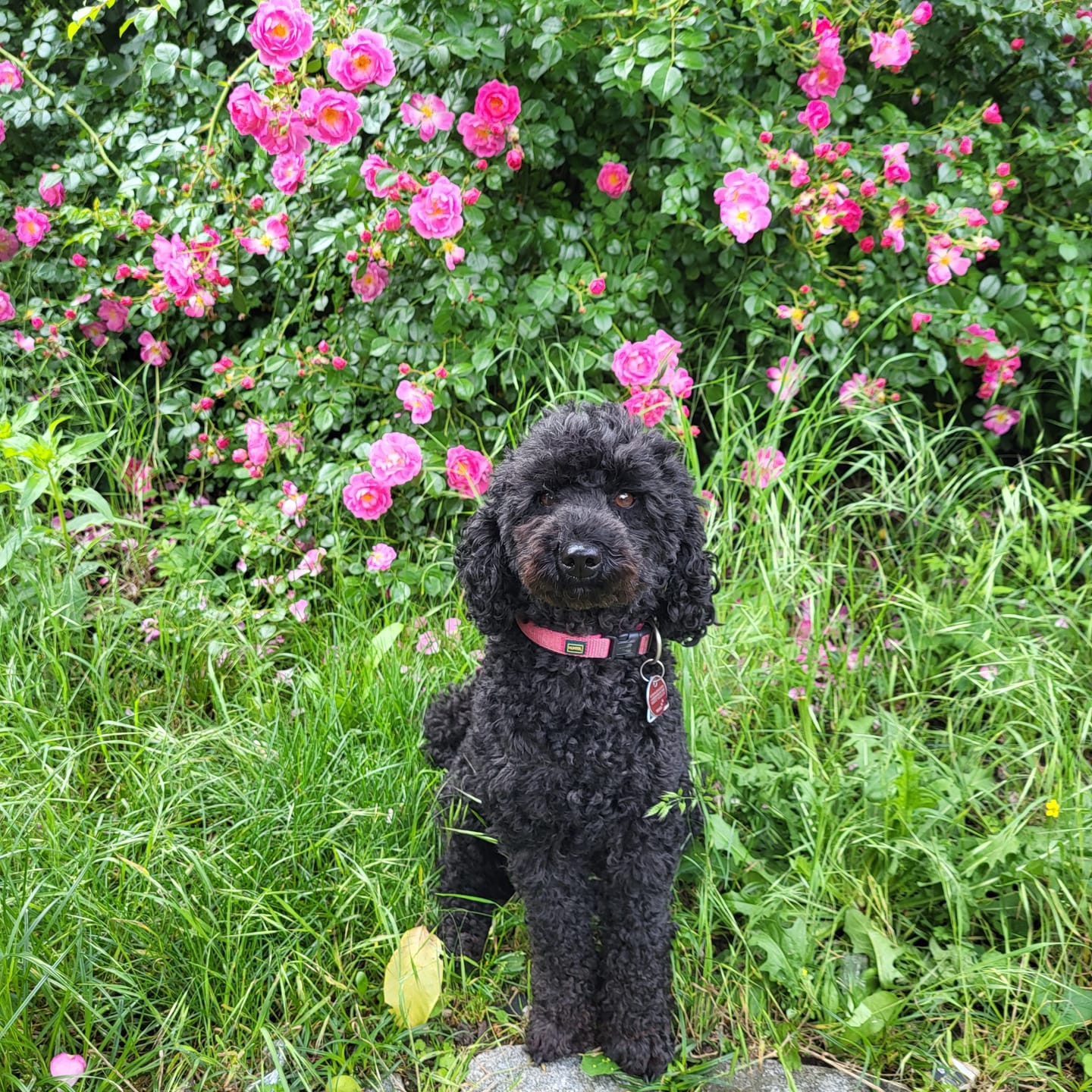 Customer photo review of Wurmtest Plus Hund