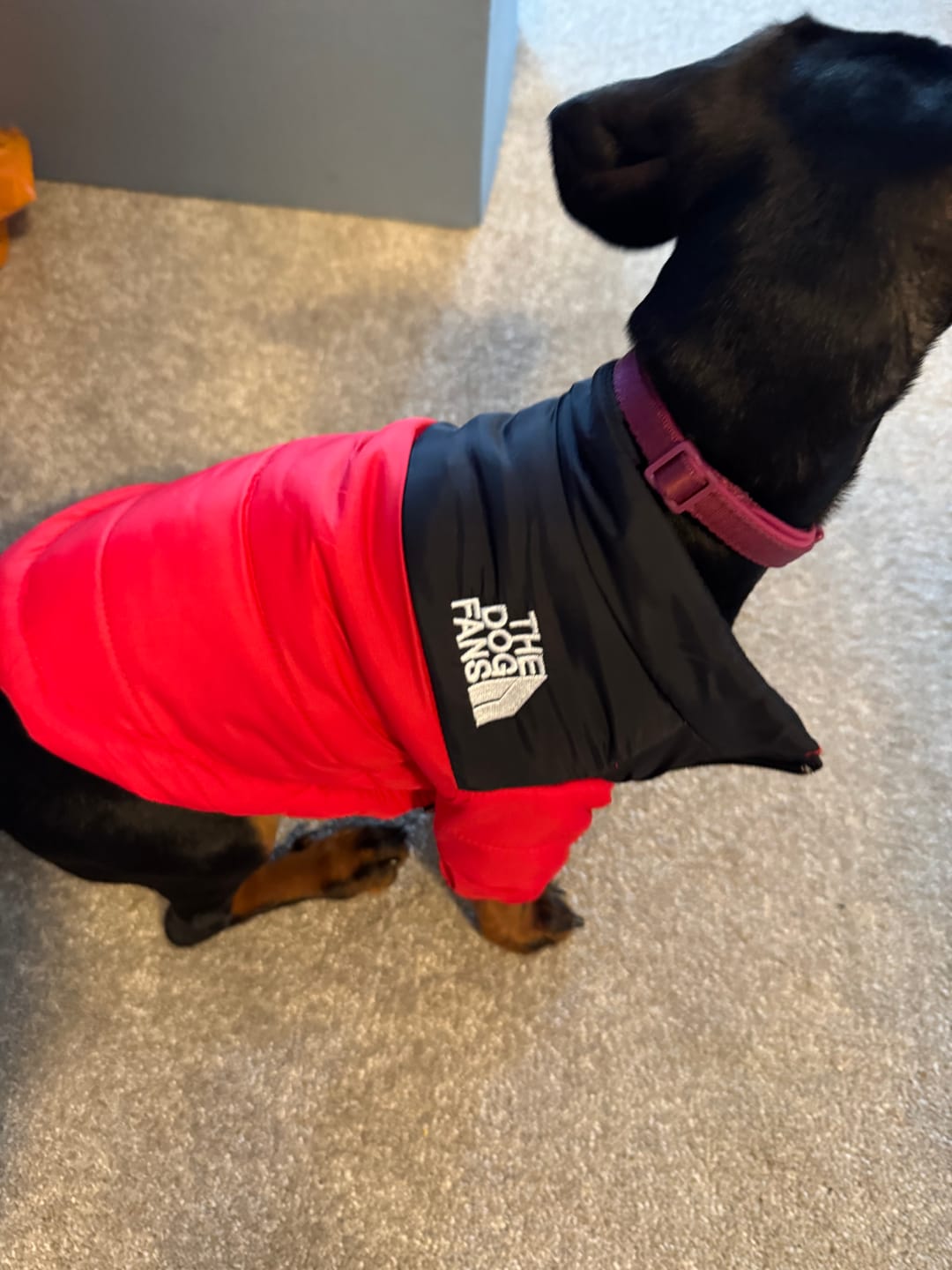 Customer photo review of The Dog Face Puffer™ Stylish Dog Winter Puffer Jacket XS-3XL | Dog Clothes