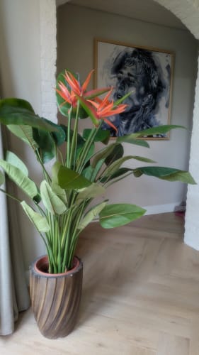 Customer photo review of Strelitzia Kunstplant 120cm met bloem