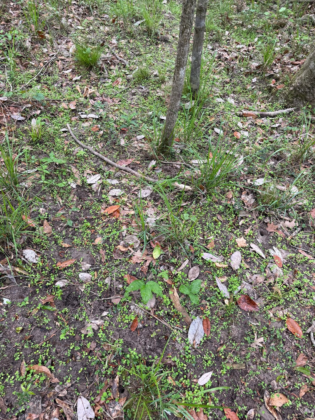 Customer photo review of Comeback Kid™ Food Plot Seed