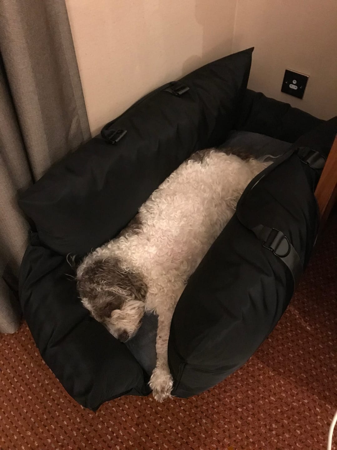 Customer photo review of Travel Dog Pod XL - Now With Isofix