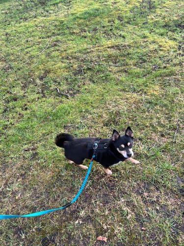 Customer photo review of Anny X FUN harness - Black