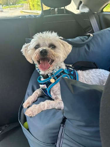 Customer photo review of The Dog Dock V2 New & Improved with ISO Fix