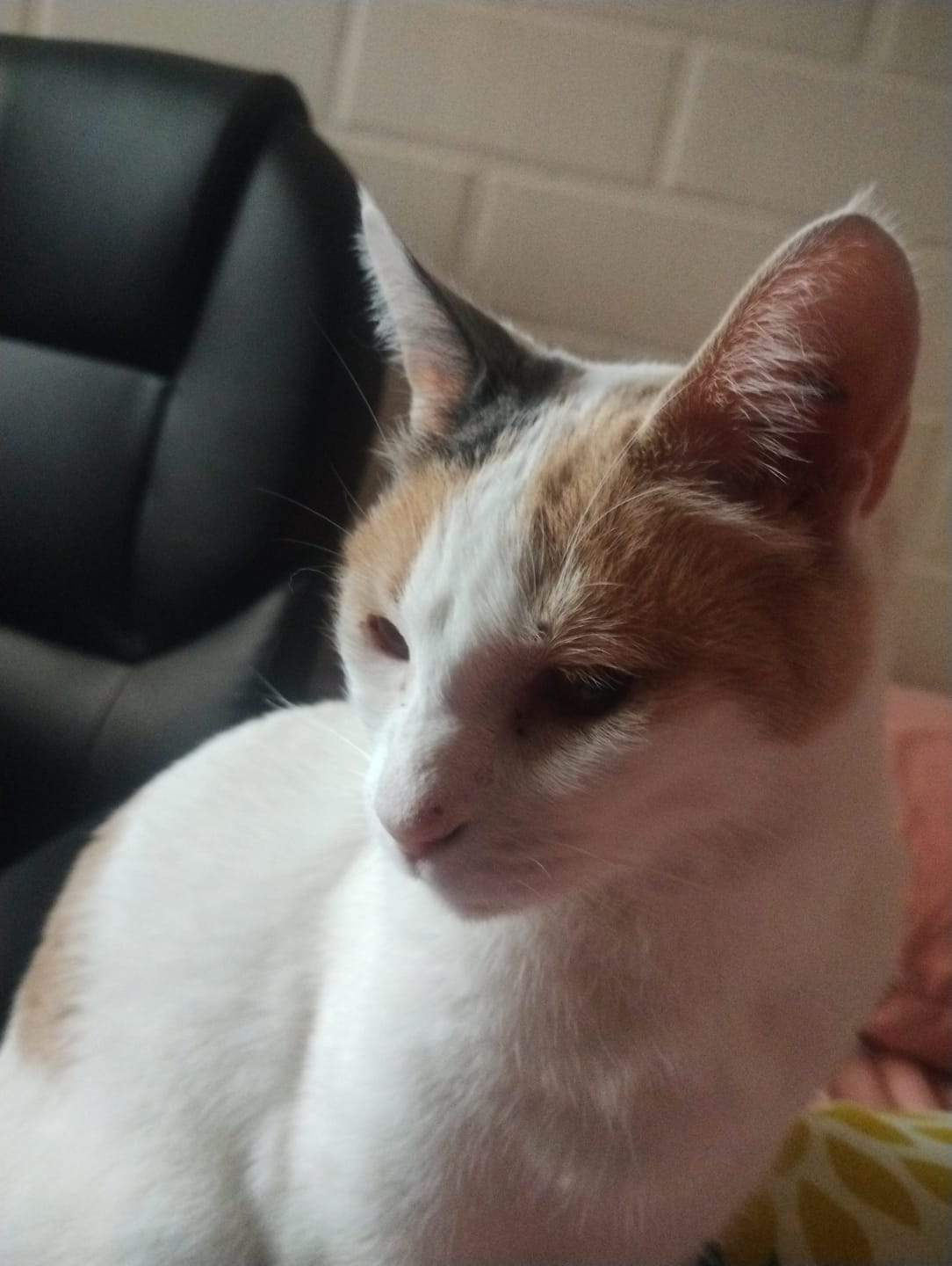 Customer photo review of Royal Canin Gato Hipoalergénico