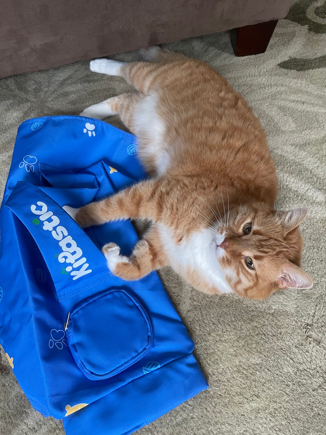 Customer photo review of Kitastic Cat Carrier