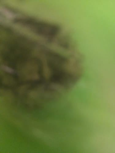 Permanent Runtz Indoor - 14 Grams Minis - Indica photo review