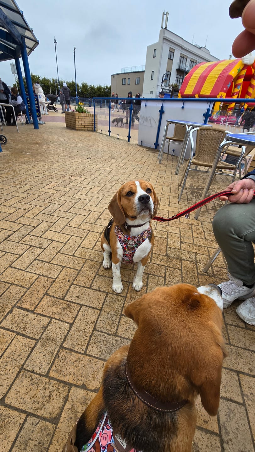 Customer photo review of Disney© Tough Trails™ Harness - Toy Story Friends