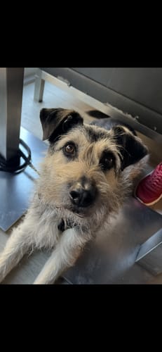 Der zottelige Hund eines Kunden blickt nach der Einnahme von Easy Squeezy zufrieden in die Kamera.