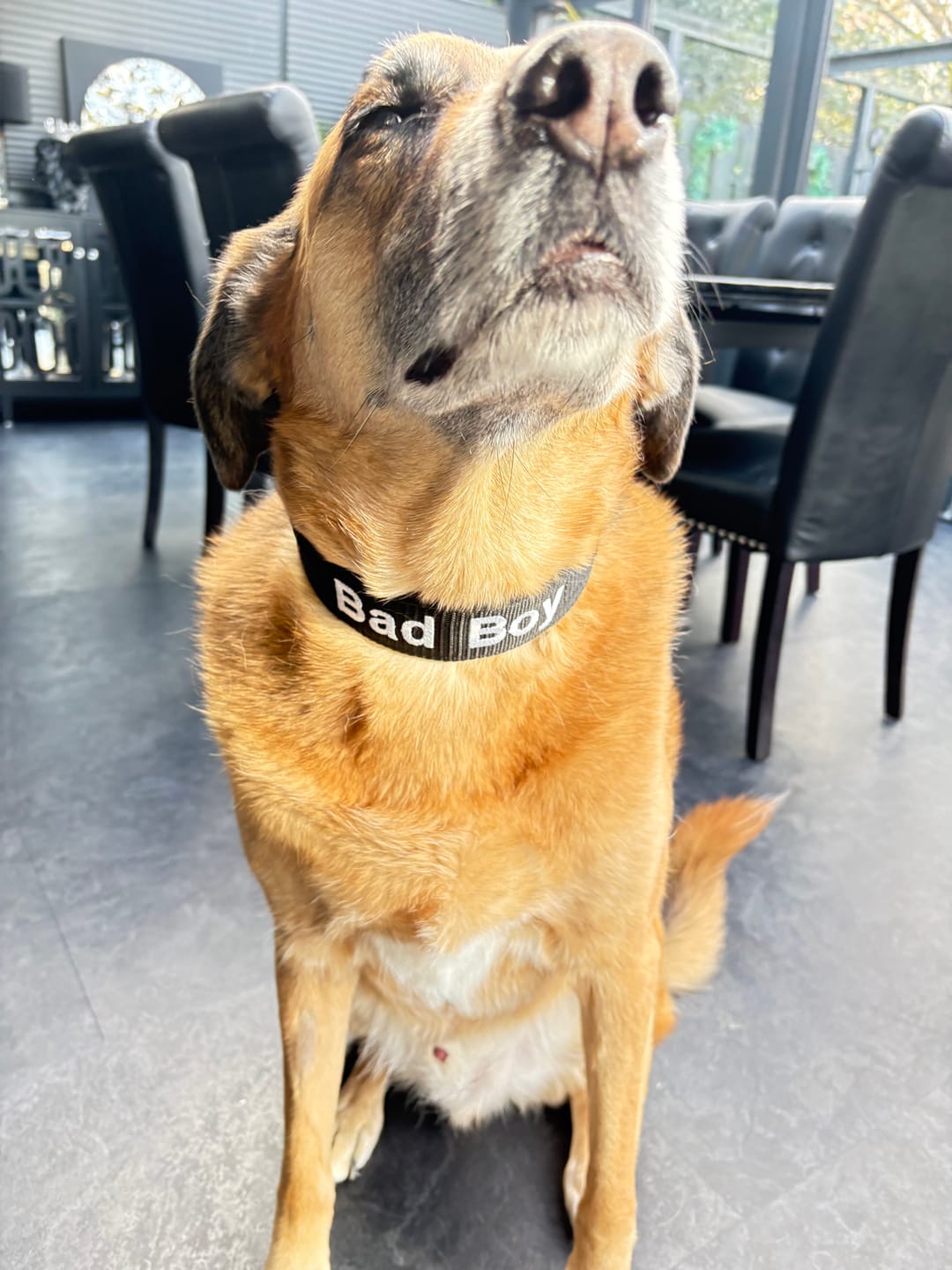 Customer photo review of Hundhalsband med namn