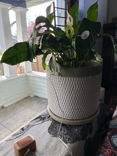 Customer photo review of PlantWave