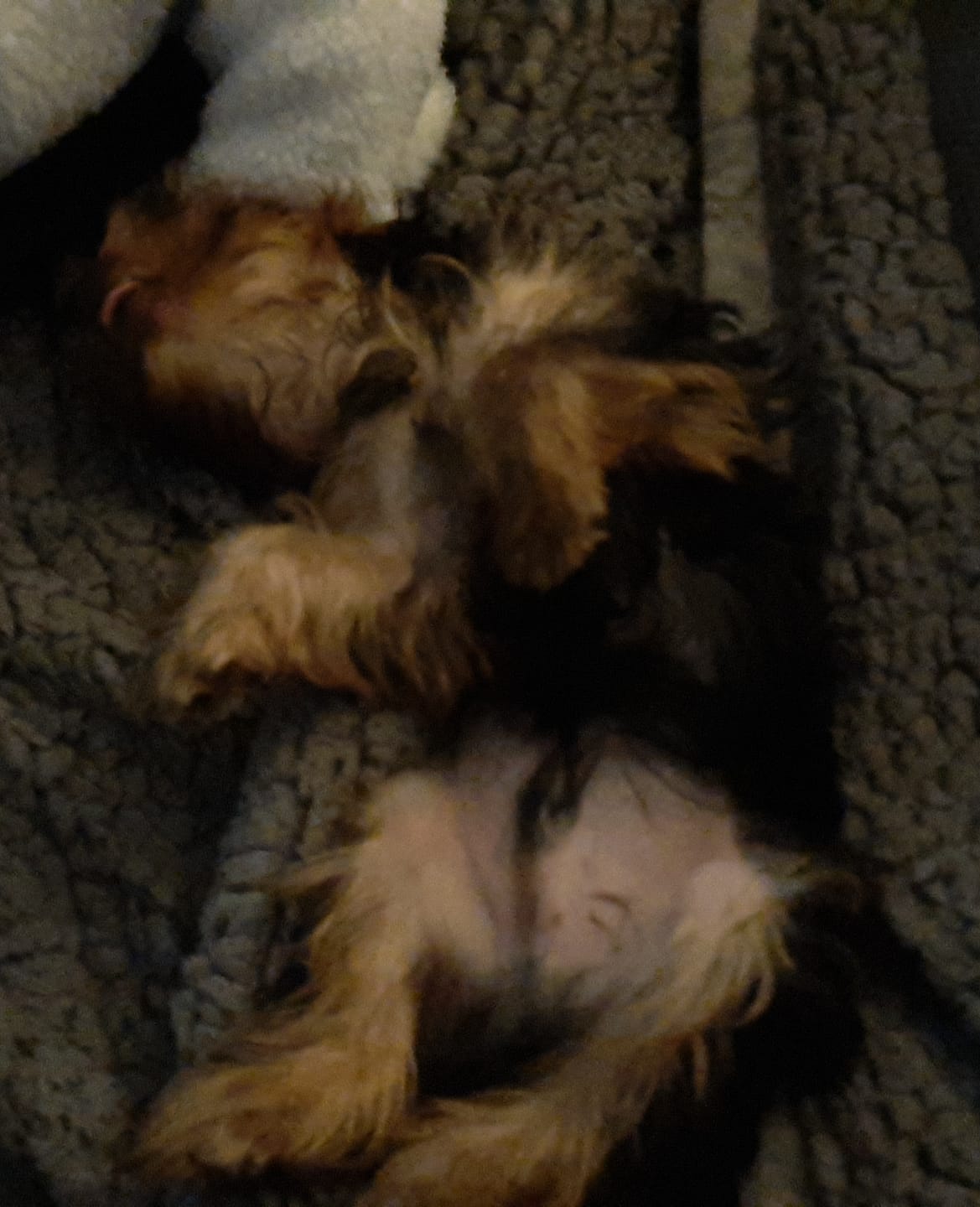 Customer photo review of Croquettes Poulet & Citrouille - Chien Petite Race