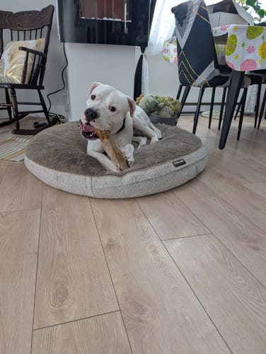 Customer photo review of Mystery Box - Dog