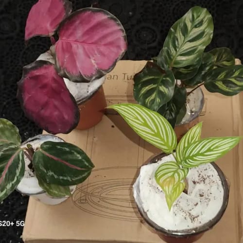 Customer photo review of Calathea Assorted 4 Plants Set - Pack of 4 Calathea in 2" Pot - Rooted Prayer Plants - Calathea Roseopicta, Lancifolia, Dottie, Makoyana
