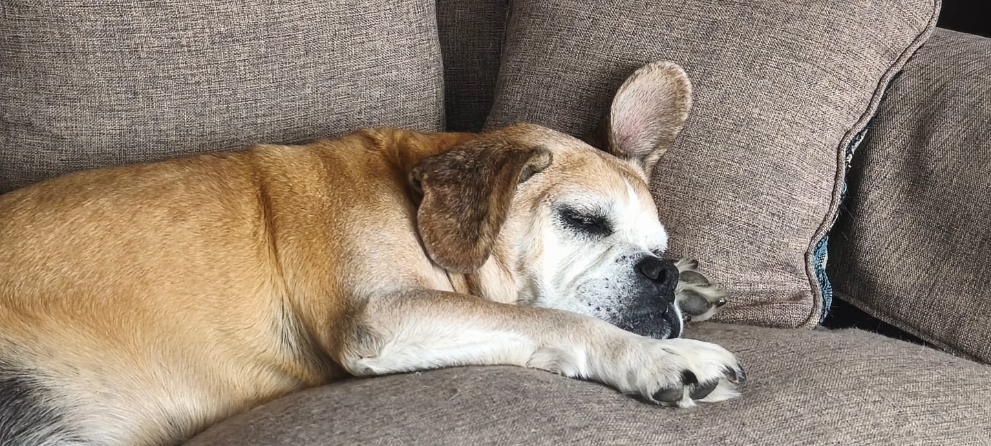 Customer photo review of Alimento Perro Adulto Toda Raza Proteína Insectos (Copia SM)