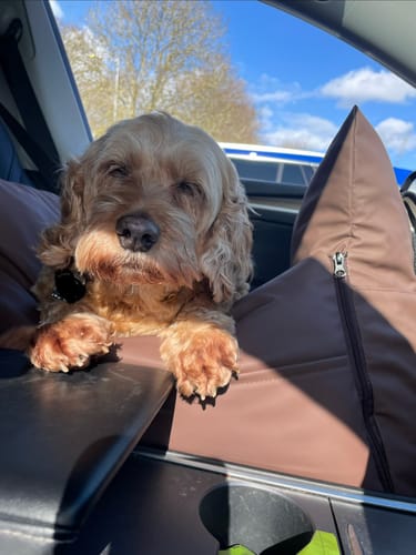 Customer photo review of The Dog Dock V2 New & Improved with ISO Fix