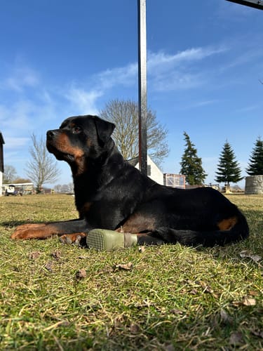 Ein Kunde zeigt seinen gesunden Rottweiler Carlo, der nach der Einnahme von Uro Hero entspannt auf einer Wiese liegt.