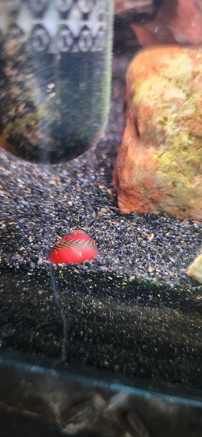 Customer photo review of Nerite Snail Bundle | Saving Pack