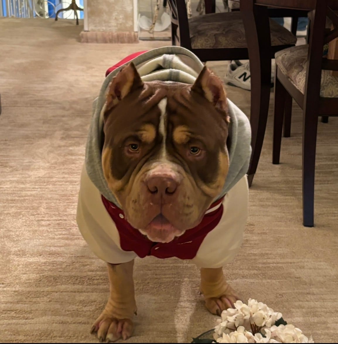 Customer photo review of Dog Varsity Jacket - Red