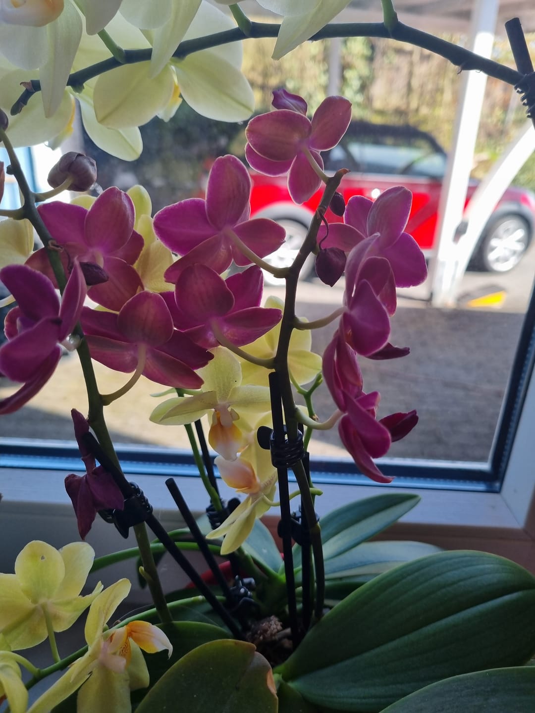 Customer photo review of Cocktail Orchidee mit gelb-roten Blüten und 5+ Rispen