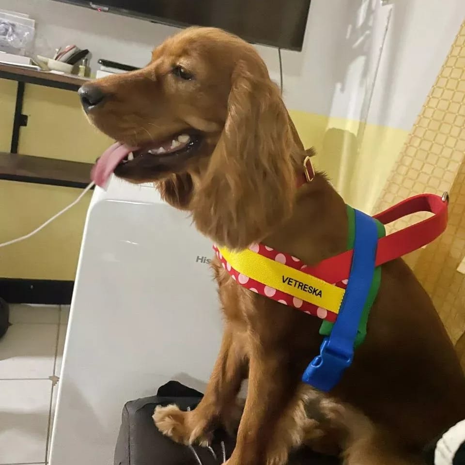 Customer photo review of Chroma Pet Harness & Leash Set (Red)