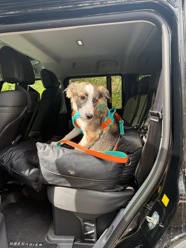Customer photo review of The Dog Dock V2 New & Improved with ISO Fix