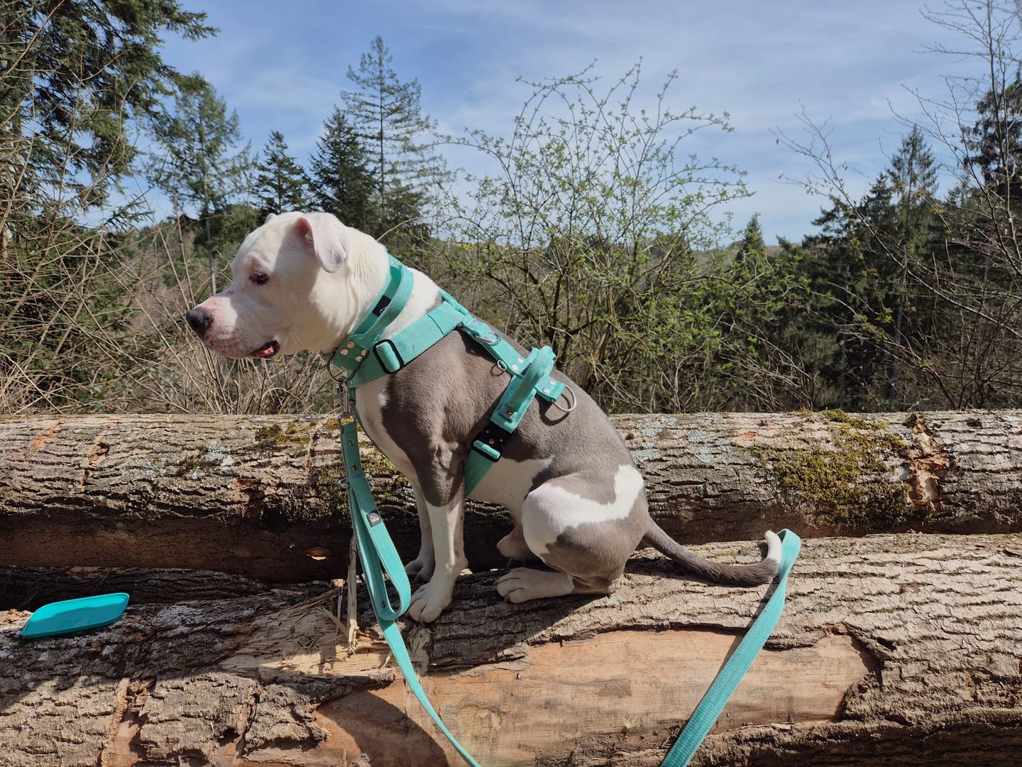 Customer photo review of Multi Guard Leash Mint - Multi-väktarkoppel