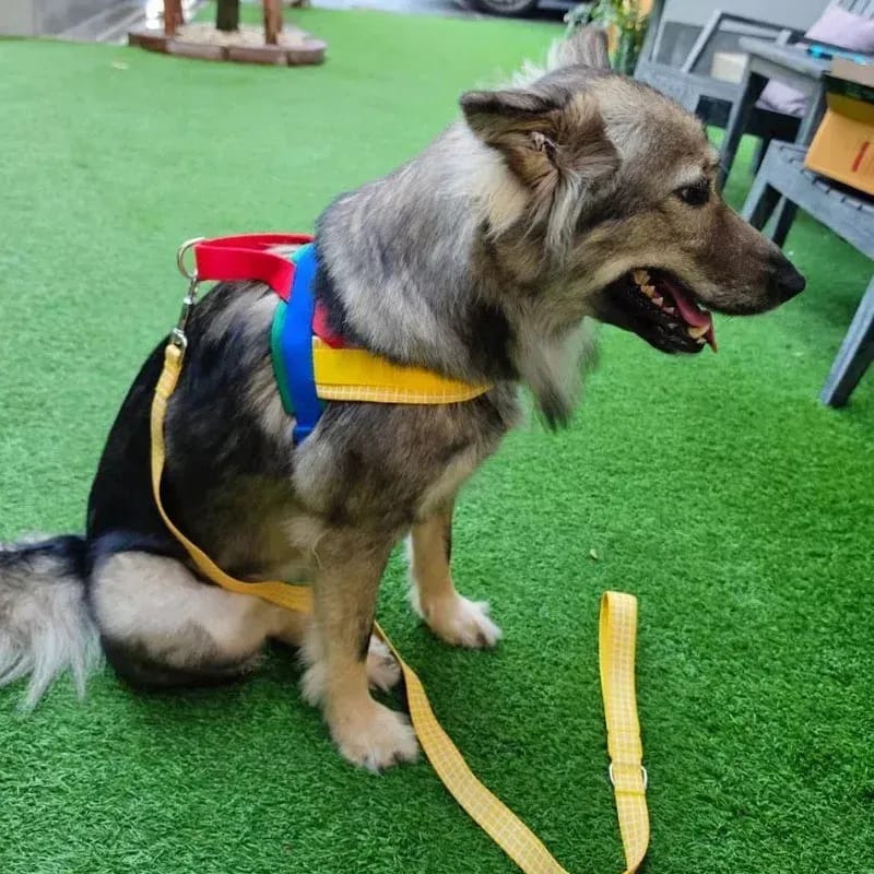 Customer photo review of Chroma Pet Harness & Leash Set (Yellow)