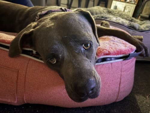 Customer photo review of Medium Luxury Dog Bed - Interior/Outdoor