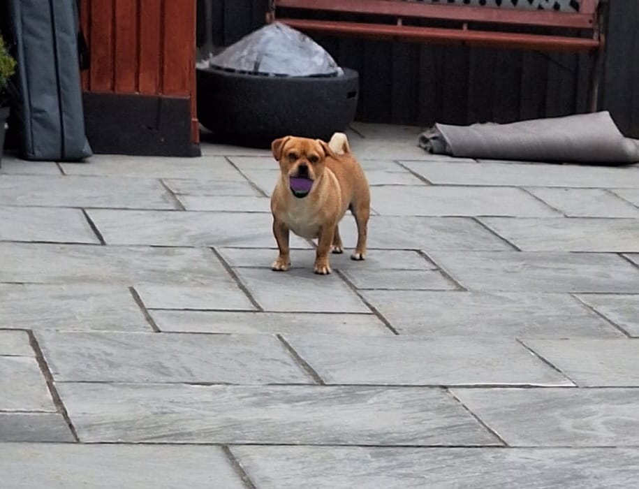 Customer photo review of MultiProtein Dry Puppy Food