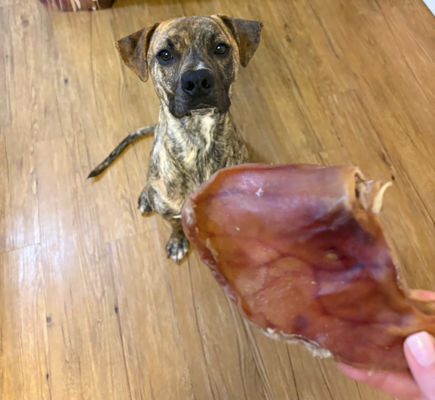 Customer photo review of Pig Ears
