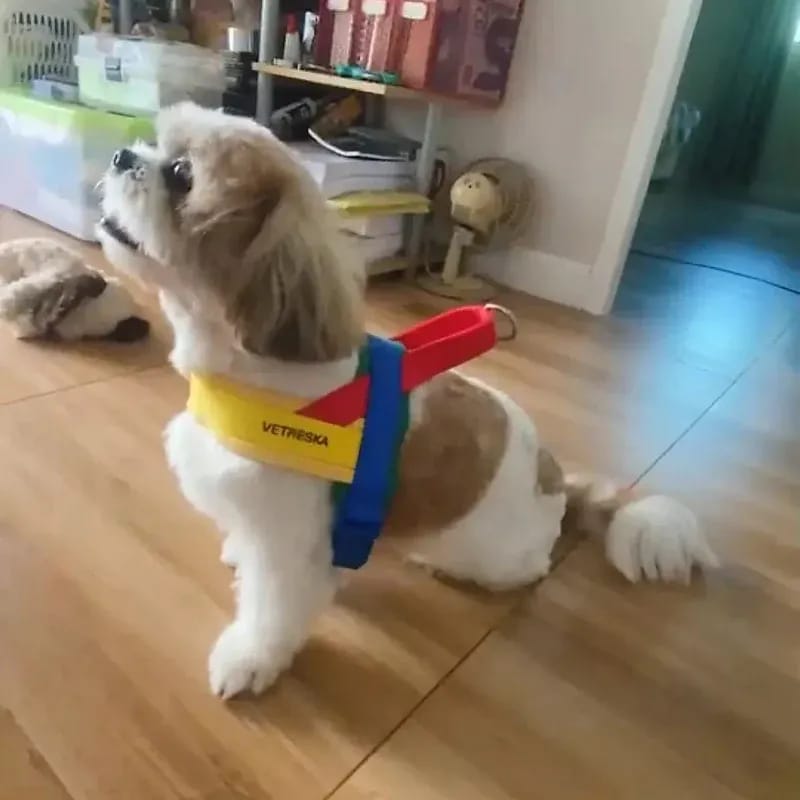 Customer photo review of Chroma Pet Harness & Leash Set (Yellow)