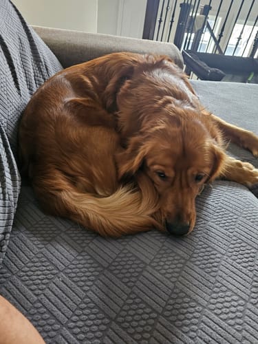 Customer's calm golden dog curled up on a textured sofa, appearing relaxed from the PawLax Collar.