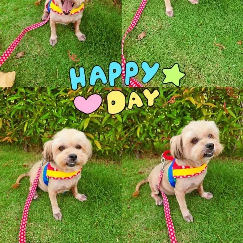 Customer photo review of Chroma Pet Harness & Leash Set (Red)