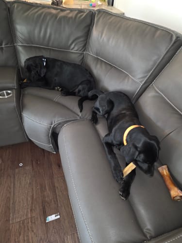 Reviewer's two black dogs on a grey couch, with one chewing a treat from the Gift Bundle.