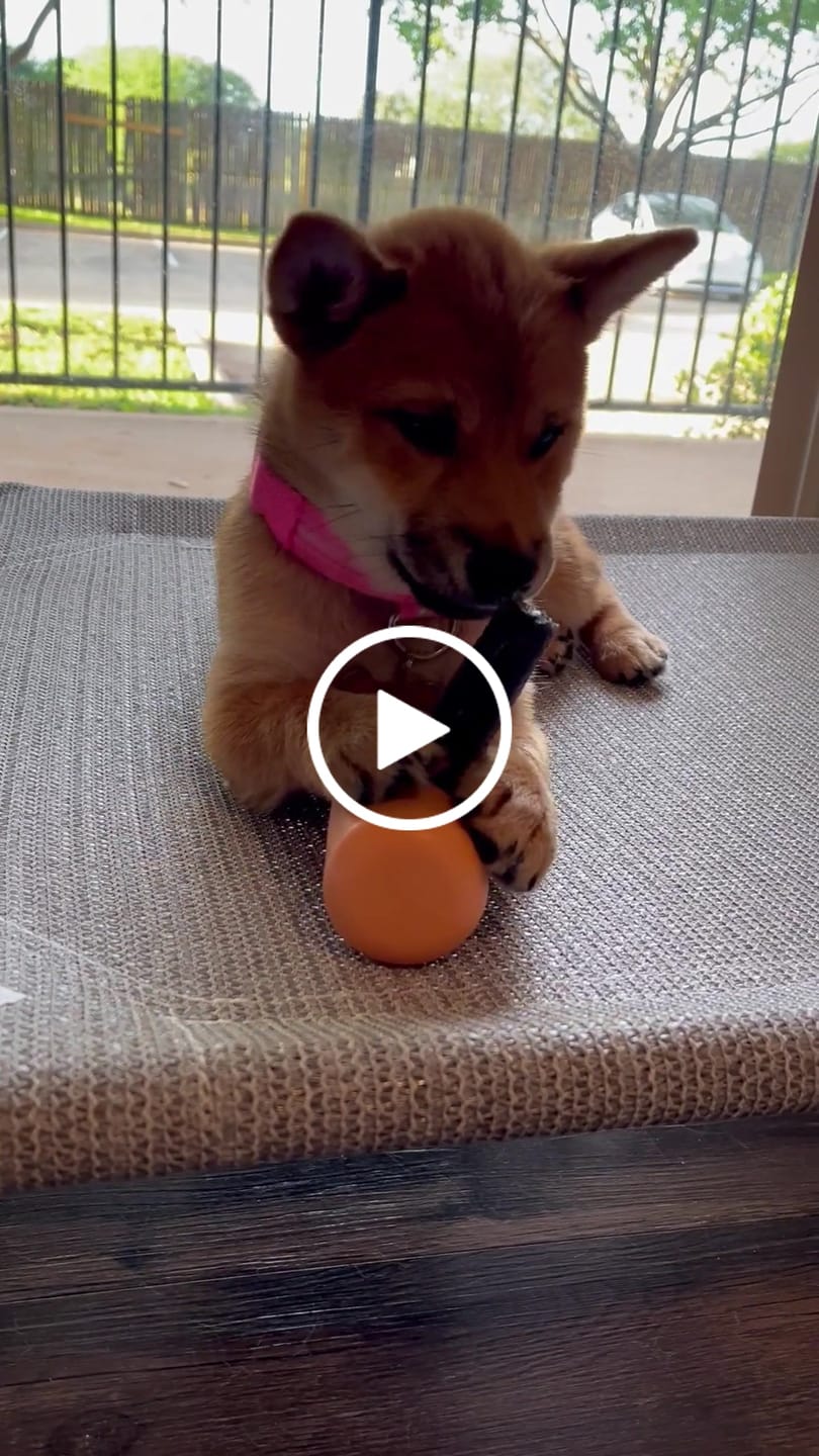 Customer video review of Safe Dog Chew Holder