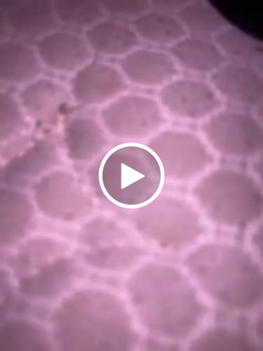 Customer video review of Grape Bubblegum 2‑Pack Pre‑Rolls