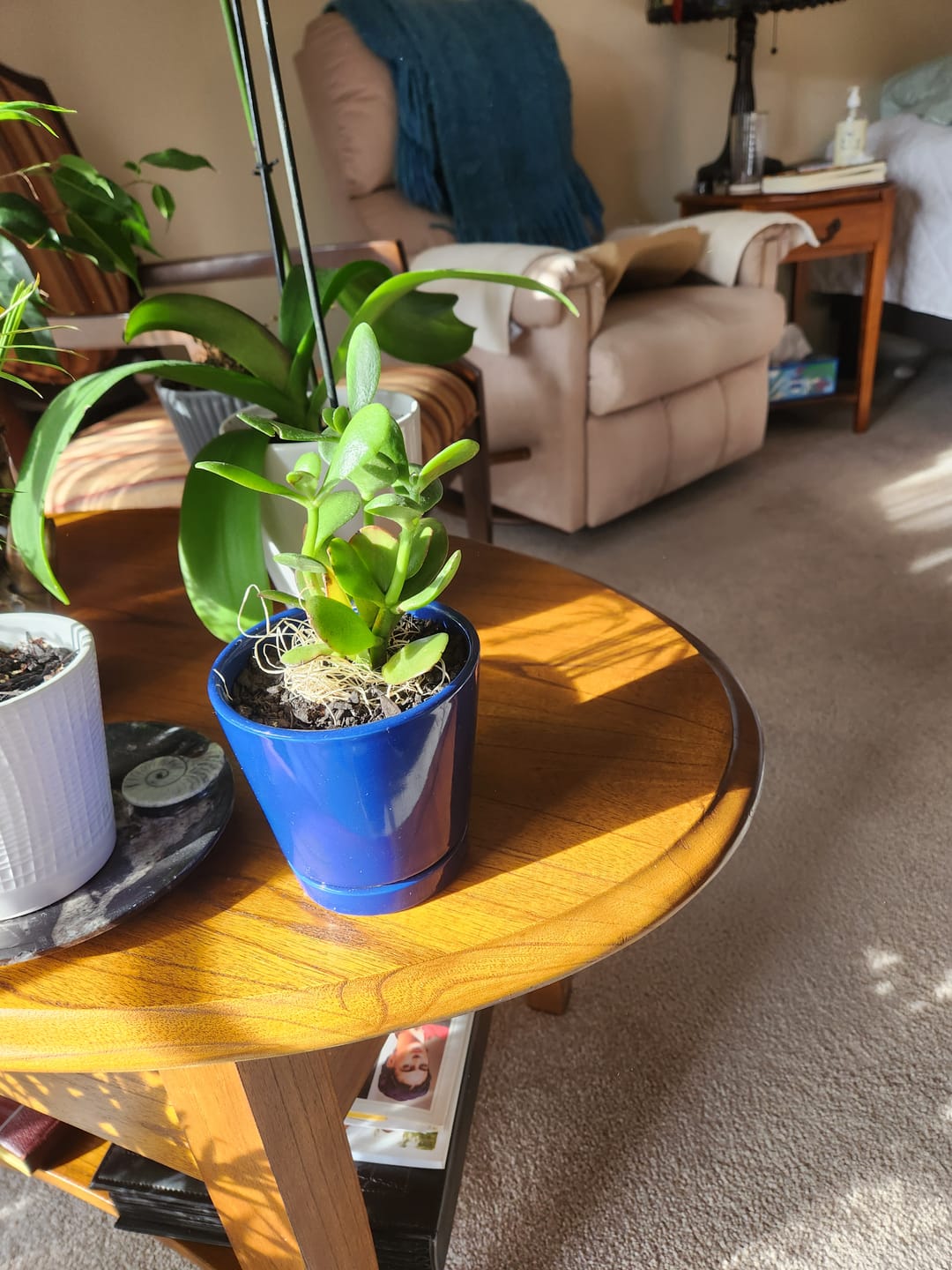Customer photo review of Crassula ovata, Jade Plant
