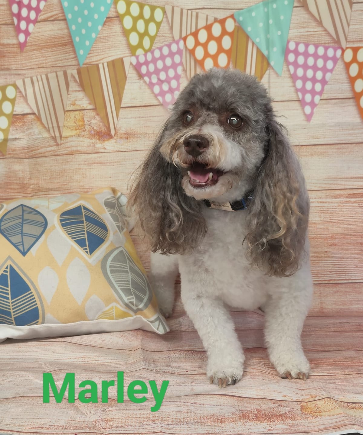 Customer photo review of BomaZeal Mobilize for Dogs