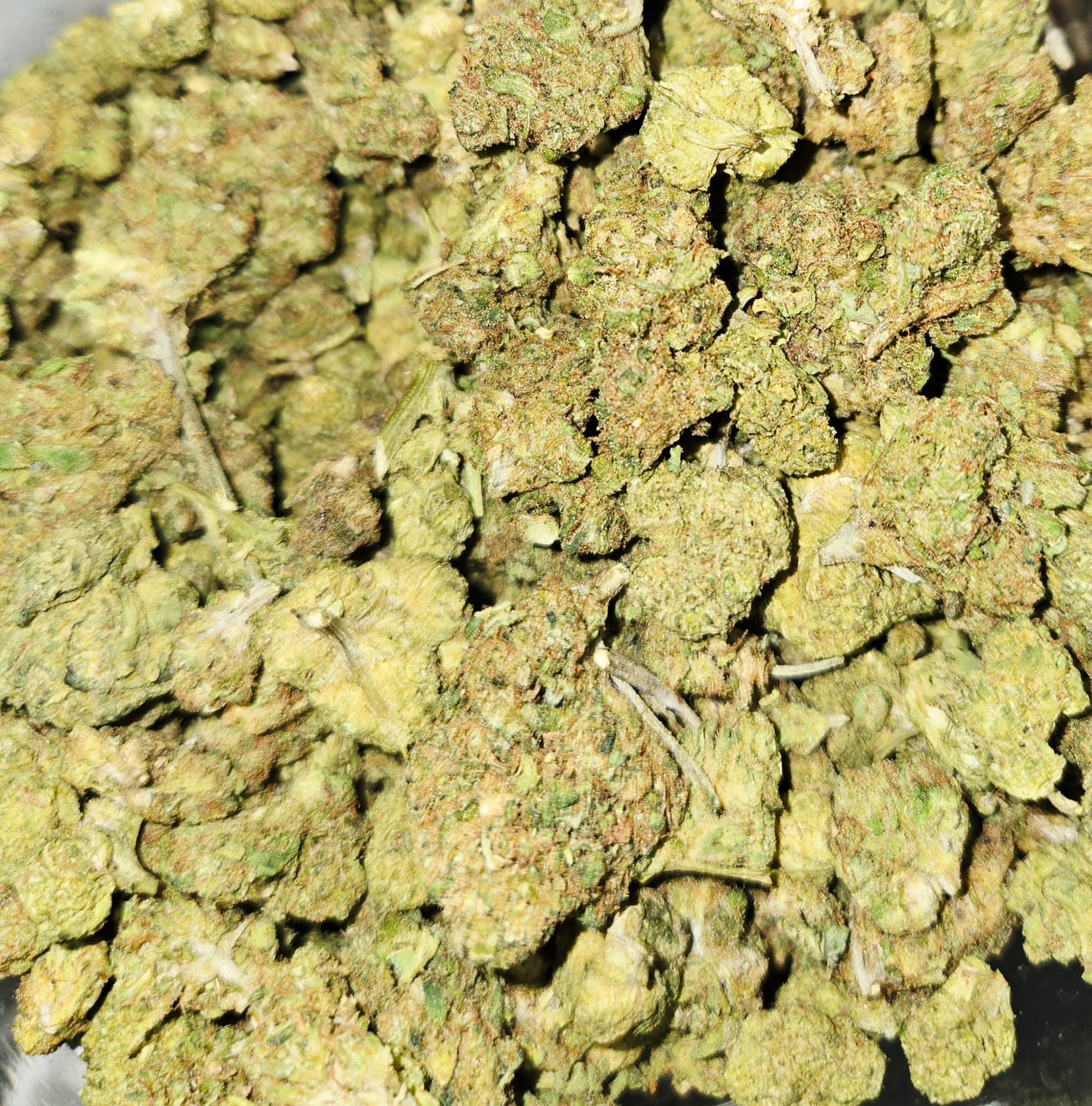 Customer photo review of White Gelato - Bulk - Indica