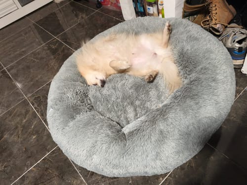 El Pomerania de un cliente duerme de espaldas en la cómoda Cama Antiestrés para Perros de color gris.