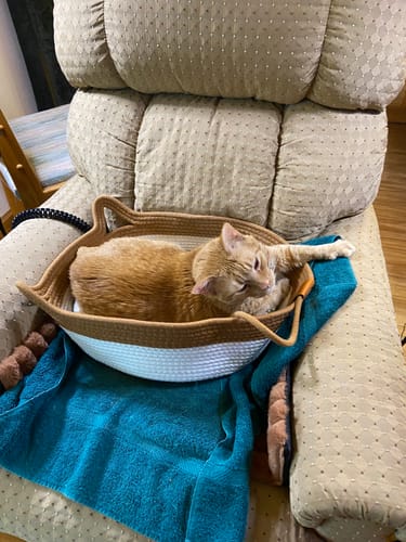 Customer photo review of Instinct Basket | Meet the first research-backed natural territory for indoor cats