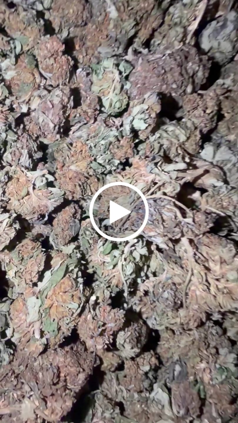 Customer video review of Winter Breath - Bulk - Hybrid