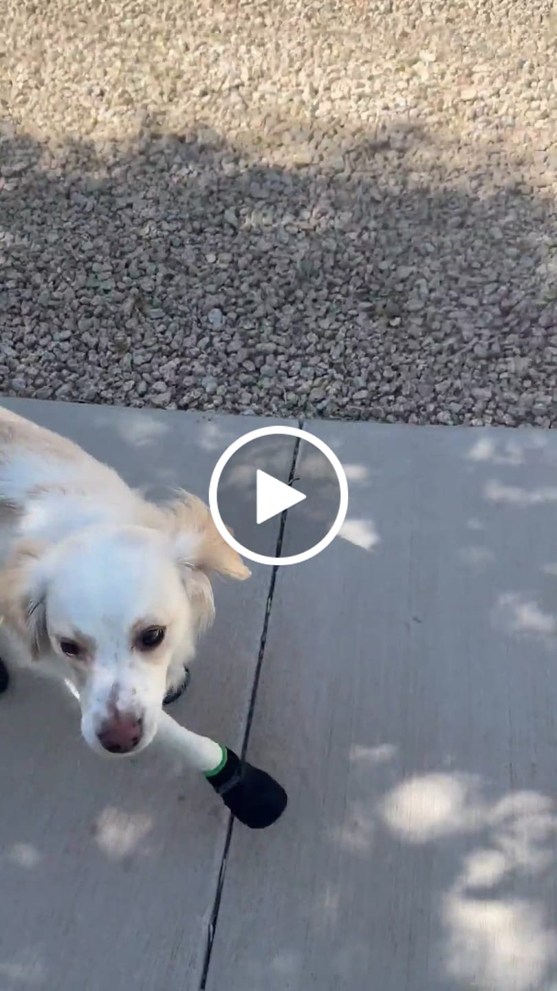 Customer video review of The Shortie All Season Dog Shoes / Boots