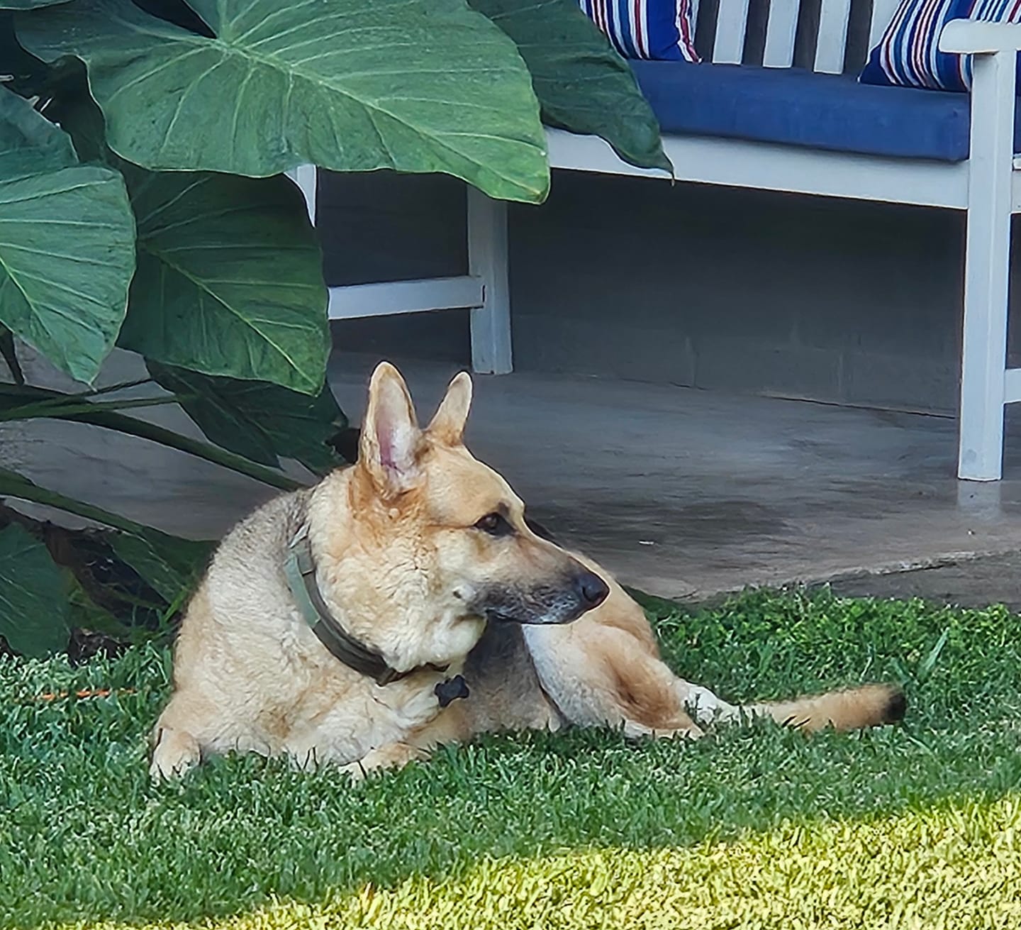 Customer photo review of Metal-Buckle Tactical K9 Dog Collar With Hook & Loop Panel & Top Handle