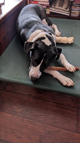 Customer's large dog lying on a green bed, happily chewing on an American Jumbo Smoked Bully Stick.