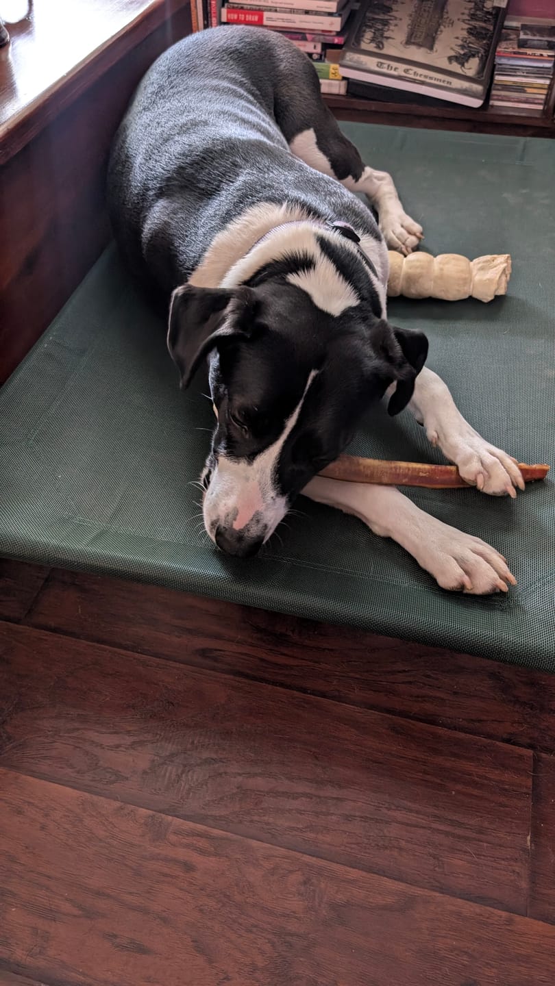 Customer photo review of 10"-12" American Jumbo Smoked Bully Sticks