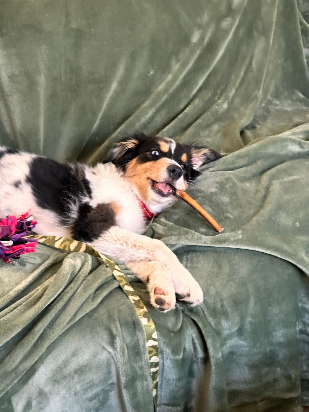 Customer photo review of Hickory Smoked Bully Sticks